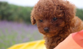 泰迪训练技巧 泰迪犬如何训练