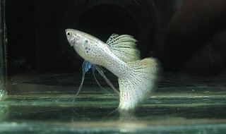 孔雀鱼换水技巧 孔雀鱼换水技巧视频