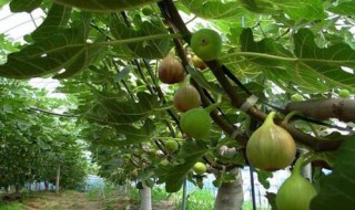 无花果修剪技巧（无花果修剪技巧和方法）