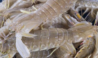 皮皮虾的繁殖方法 皮皮虾的繁殖方法图解