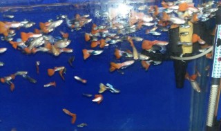 孔雀鱼养殖技巧（孔雀鱼养殖技巧(1）