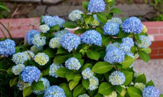 种植无尽夏的方法 如何种植无尽夏