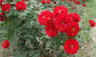 种爬藤月季方法 爬藤月季移栽的方法