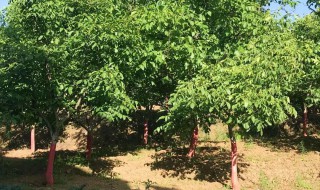 核桃树修剪技巧（核桃树如何修剪树枝）