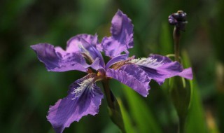 鸢尾花浇水技巧（鸢尾花怎么浇水）