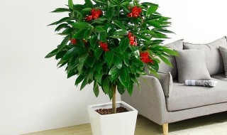 修剪平安树的技巧 平安树的修剪方法和注意事项