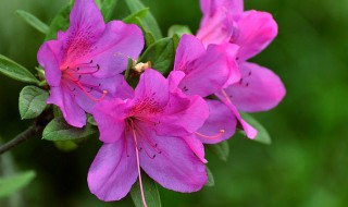 杜鹃花水培方法（杜鹃花水培方法和技巧）