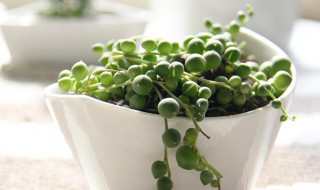 多肉植物佛珠扦插方法 如何杆插多肉植物佛珠