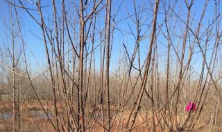 樱桃树冬天移栽方法（樱桃树苗冬季移栽管理方法）