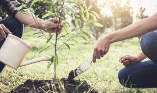冬天栽杨树的方法（杨树怎么过冬天）