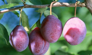 西梅幼树的修剪方法（西梅幼树怎样修剪）