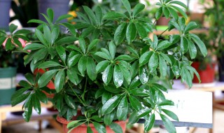 鸭爪木的养殖方法 鸭爪木种植方法