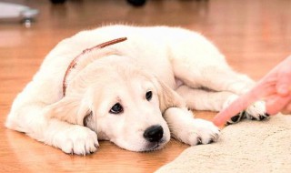 训练恶狗的正确方法（训练恶狗的正确方法图片）