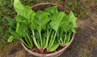 蒜泥菠菜做法步骤 蒜拌菠菜的做法