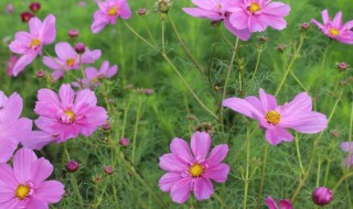 朋友圈发格桑花的说说（看到格桑花发朋友圈说说）