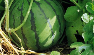 吃完西瓜不能吃什么（吃完西瓜不能吃什么东西）