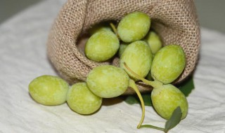 银杏果肉可以吃么图片 银杏果肉可以吃么