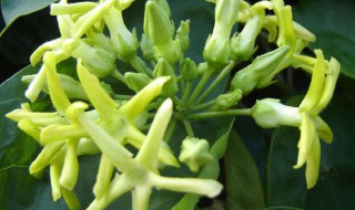 夜香花的食用禁忌 夜香花的食用禁忌是什么