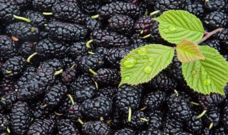 桑葚干的功效与作用禁忌（桑葚干的功效与作用禁忌鸡蛋）