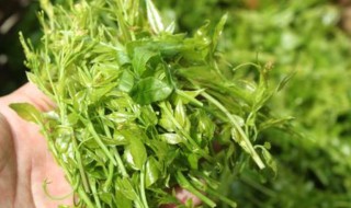 芽尖莓茶的功效 珍硒芽尖莓茶的功效