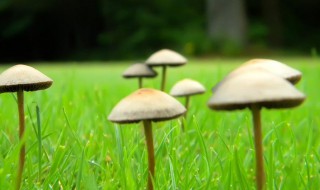 菌和什么不能一起吃（羊肚菌和什么不能一起吃）