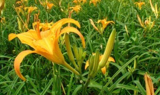 黄花的功效与食用方法 黄花的功效与食用方法及禁忌