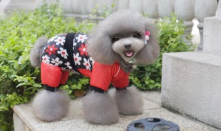 狗狗搭配衣服技巧 狗狗搭配衣服技巧图解