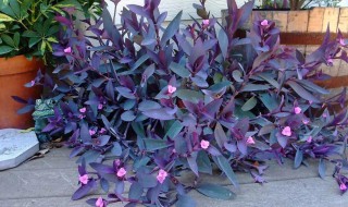 水培紫竹繁殖方法（紫竹怎样水培）