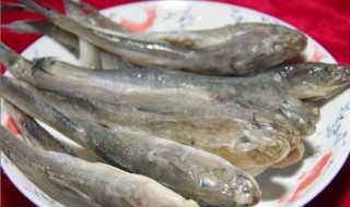 海鲶鱼怎么储存保鲜 海鲶鱼怎么保存保鲜