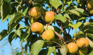 南果梨的禁忌（南果梨的禁忌和副作用）