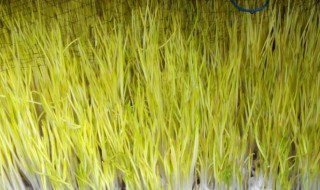 家里怎么种蒜黄（家里怎么种蒜黄瓜）