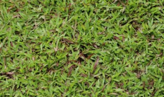 地毯草怎么种 地毯草怎么种植