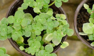 碰碰香怎么种（碰碰香怎么种好看）