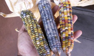彩色玉米是怎么种出来的 彩色玉米是怎么种出来的视频