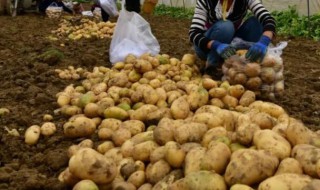 洋芋怎么种（洋芋怎么种产量高）