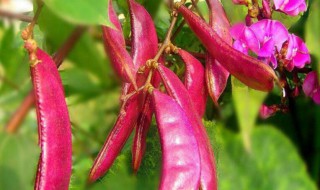 眉豆怎么种 眉豆怎样种