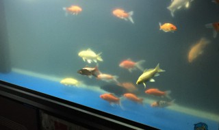 鱼缸水浑浊怎么处理（凤尾鱼鱼缸水浑浊怎么处理）