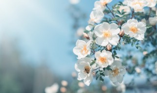 春天的谚语是什么意思 春天的谚语是什么意思英语