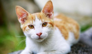 猫薄荷对猫有着什么作用(猫薄荷对猫有啥作用)