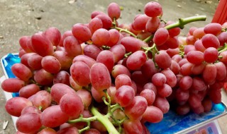 无籽红提怎么种出来的 无籽红提哪里产