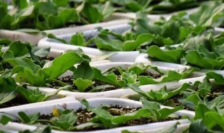 冰菜什么时间种植最好 冰菜什么时间种植最好呢