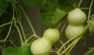 葫芦籽什么时候怎么种(葫芦籽什么时候怎么种??)