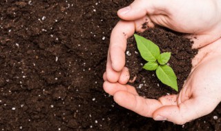 海棠种子怎么种（海棠种子怎么种出来的）