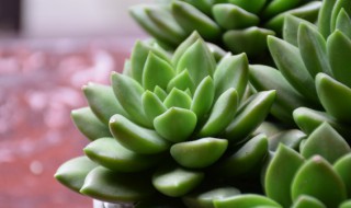 多肉花瓣怎么种（多肉花瓣怎么种图片）