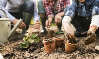 铁树种子能种吗 铁树种子能种吗视频