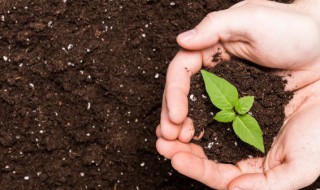 蔷薇籽怎么种可以发芽（蔷薇籽怎么种可以发芽快）