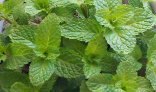 香薄荷种子怎么种（薄荷种子盆栽）