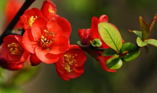 海棠要怎么种呢 海棠要用什么土种植