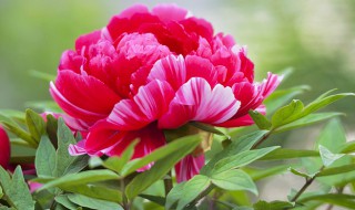 富贵籽的种子怎么种（富贵籽种子如何催芽）