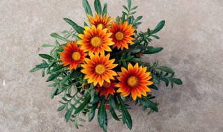 勋章花种子怎么种（勋章花什么时候播种）